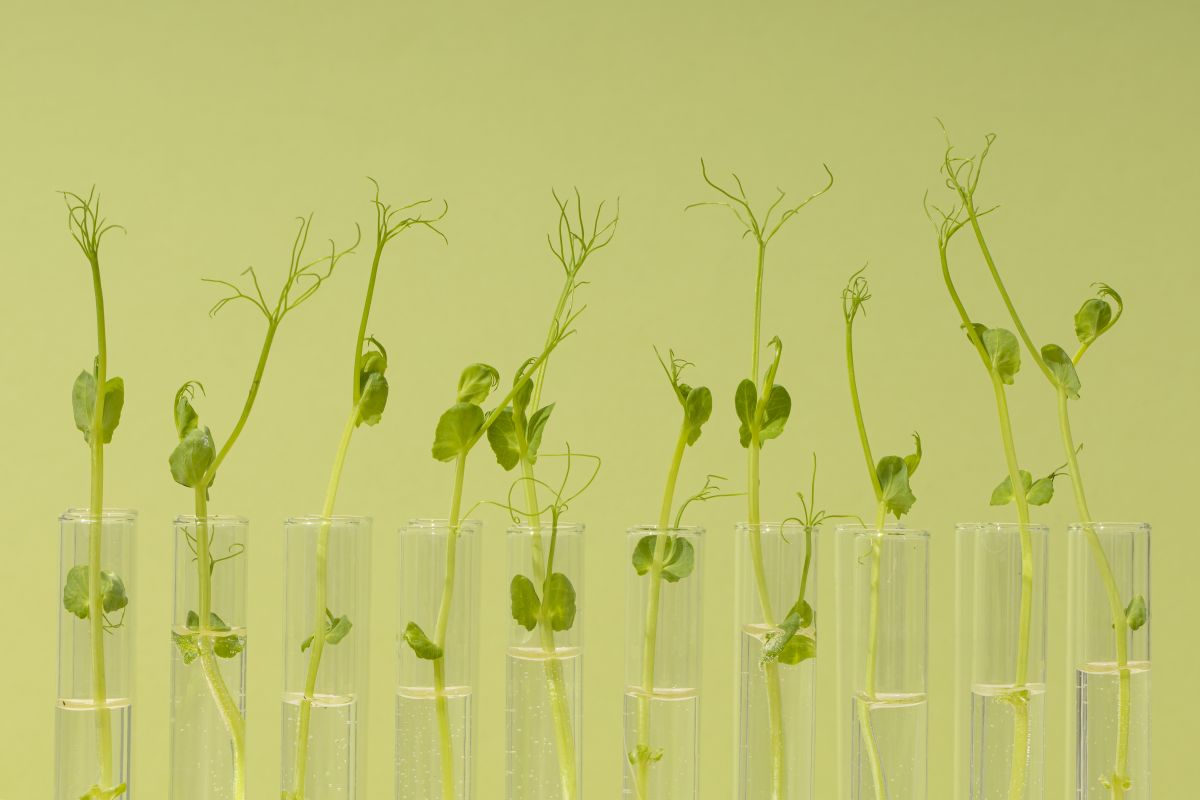 Unemat abre vagas para mestrado em Genética e Melhoramento de Plantas em MT