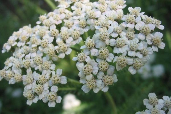 Milenrama, Achillea millefolium - Crédito - Pablo Alberto Salguero Quiles - Wikimedia Commons 