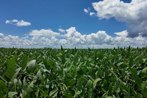 A alta probabilidade de atuação do El Niño em Mato Grosso, prevista para o início do ciclo da soja, poderá influenciar a projeção da safra 2026/27