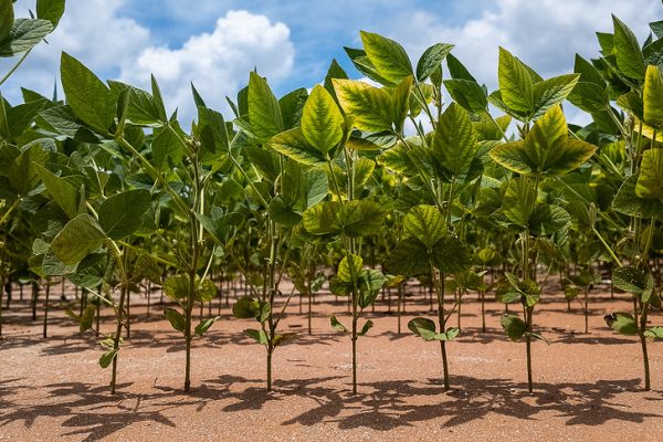 Mato Grosso pode atingir 80% da área semeada na última semana de outubro. Foto: CNA/Reprodução