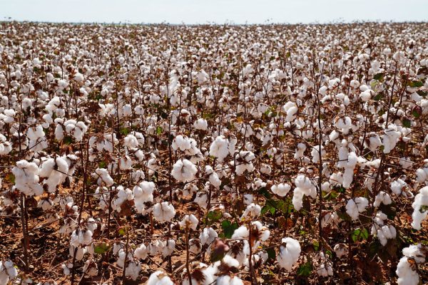 Outro destaque do boletim desta última semana de julho foi a queda de 3,16% no preço do caroço de algodão disponível
