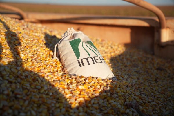 Produtividade média do milho alcançou 130,11 sacas por hectare no estado