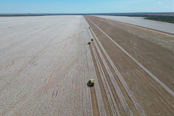 Imea passa agora a acompanhar a consolidação dos resultados da produção e o desempenho do algodão 