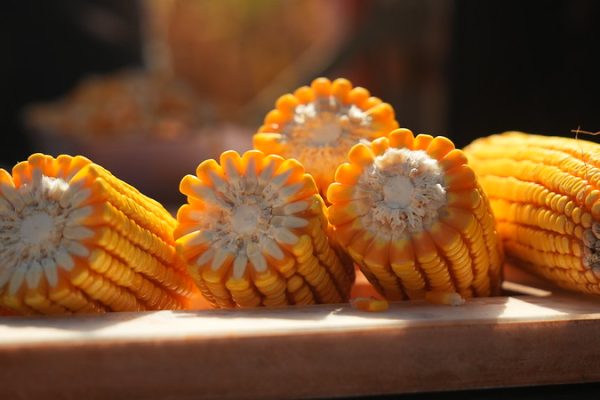 Colheita-de-milho