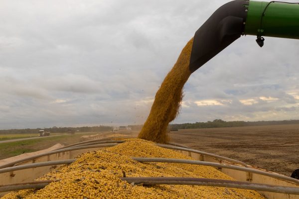 Com o aumento do esmagamento da soja, maior disponibilidade do produto tem acompanhado uma demanda internacional