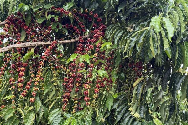 Café ponto cereja produzido em Nova Monte Verde - Foto por: Vânia Neves