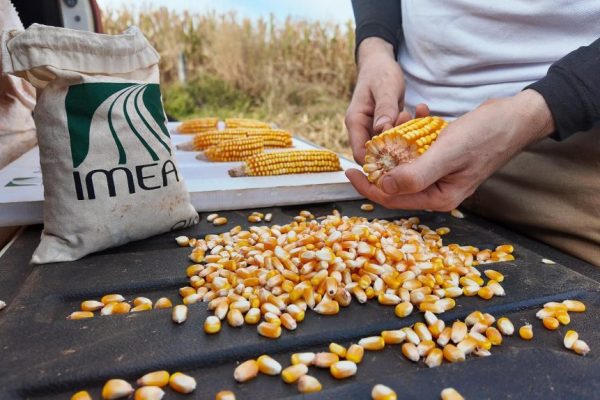 Colheita do milho segunda safra 2025/26 foi concluída em Mato Grosso
