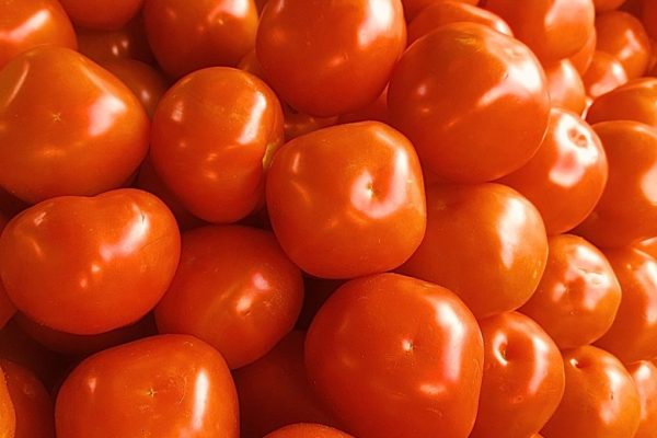 Tomate Carmem - Divulgação