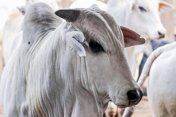 Na última campanha de atualização de rebanho, em maio desse ano houve o envolvimento de 106 mil estabelecimentos rurais, apontando a existência de 31,1 milhões de bovinos, atestando a liderança nacional de Mato Grosso na criação de bovinos. - Foto por: Secom-MT