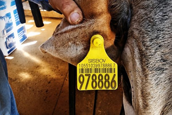 Até 2032 todos os pecuaristas do Brasil serão obrigados a individualizar cada boi ou búfalo através do uso elementos de identificação individual (brinco e botton). - Foto por: Estevão Galhego Mari