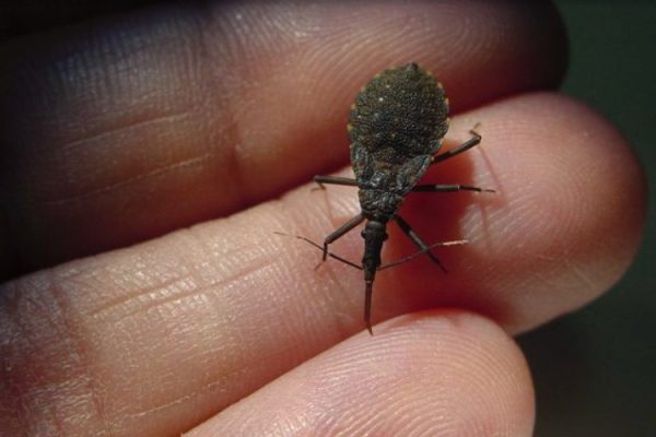 Peter Ilicciev/Fiocruz