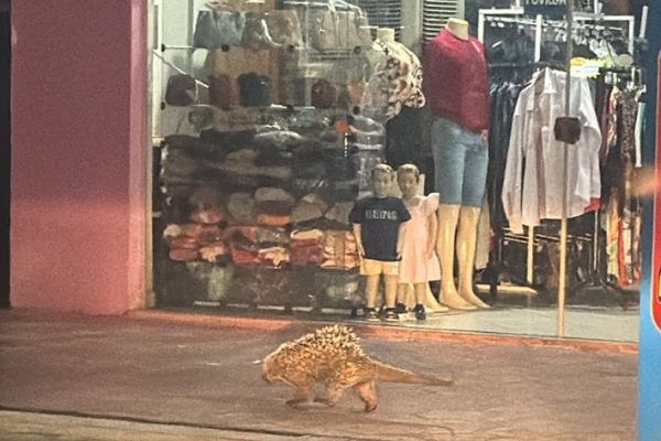 porco espinho